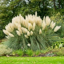 Brighter Blooms - Pampas Grass, 3 gal - No Shipping to AK, AZ, HI