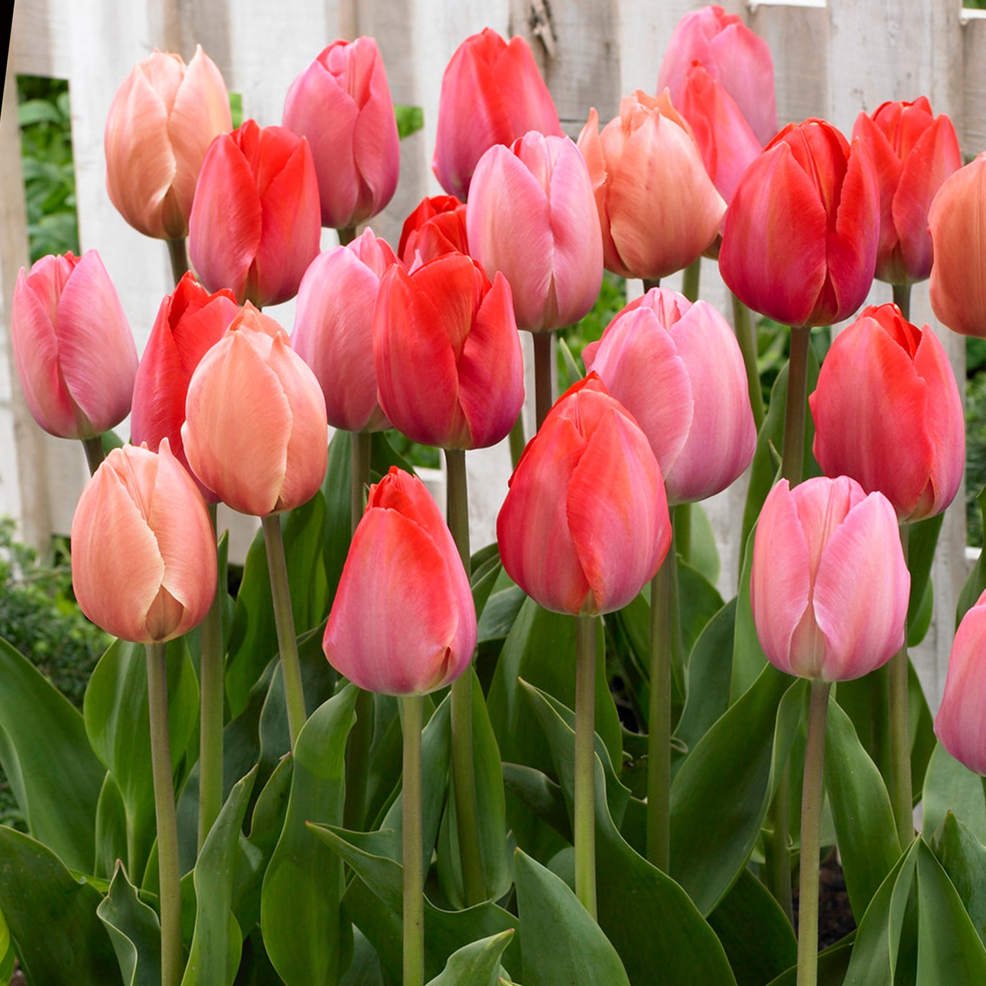 Garden State Bulb Darwin Hybrid Blush Mix Tulip Flower Bulbs, 12/+ cm (Bag of 50)