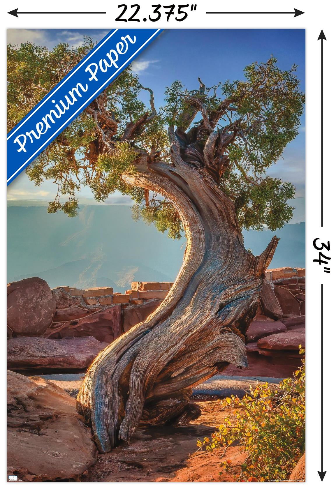 Beth Sheridan - Dead Horse Point Wall Poster, 22.375" x 34"