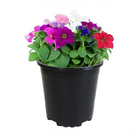 Expert Gardener 2QT Red Pink Blue White Petunia Live Plant Sun