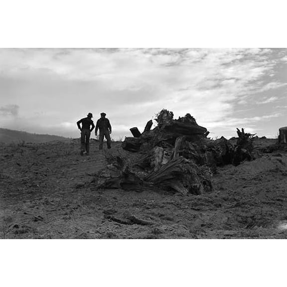 Clearing the Forest- Fine Art Canvas Print (20" x 30")