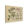 thumbnail image 2 of Trademark Fine Art 'Herbal Botanical I' Canvas Art by Wild Apple Portfolio, 2 of 3