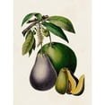 thumbnail image 3 of Unknown 12x14 Black Modern Framed Museum Art Print Titled - Fruit of the Tropics IV, 3 of 5