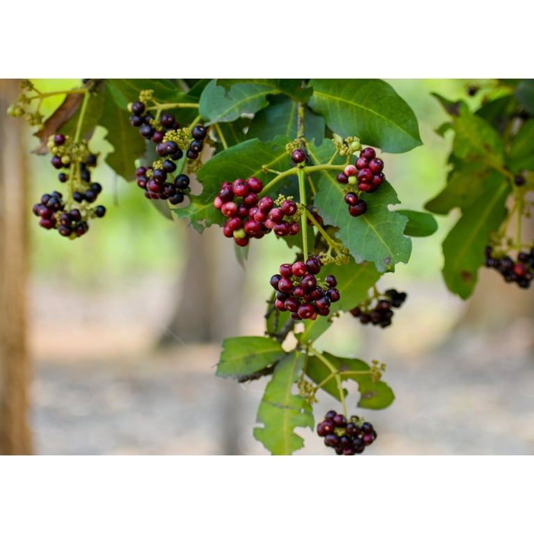 Allspice Berries Walmart