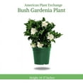 thumbnail image 7 of American Plant Exchange Gardenia Vetchii Bush in 6" Pot, Light Shade, Fragrant Blooms, Indoor Outdoor Houseplant, 7 of 7