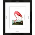 thumbnail image 3 of American Flamingo, 1834, Animals Framed Art Print Wall Art by John James Audubon Sold by Art.Com, 3 of 6