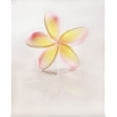 thumbnail image 1 of Great BIG Canvas | "Close-Up Of Plumeria Blossom" Art Print - 24x30, 1 of 4