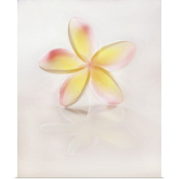 Great BIG Canvas | "Close-Up Of Plumeria Blossom" Art Print - 24x30