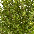 thumbnail image 3 of Expert Gardener 3 Gallon Holly Steeds Upright Japanese (Ilex) Live Shrub, 3 of 8