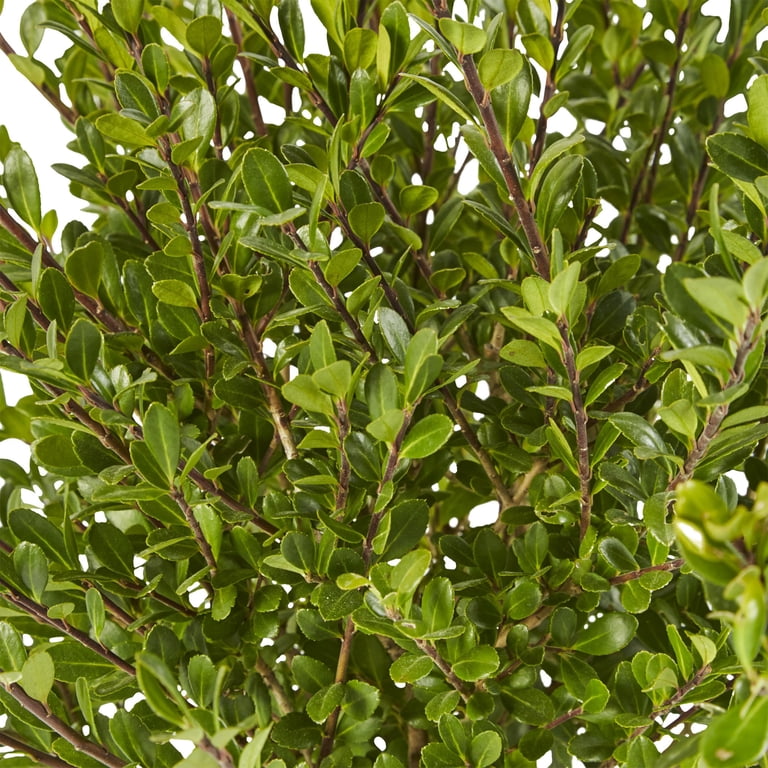 holly Expert Gardener Steeds Upright Japanese Holly (Ilex) Shrub (7