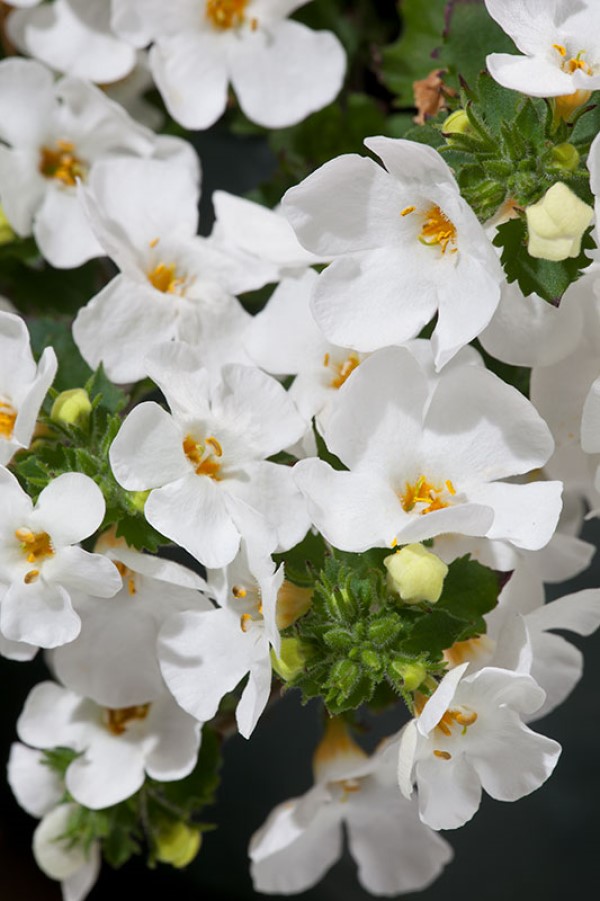 Better Homes & Gardens 1QT Bacopa Megacopa White Annual Live Plant Full Sun