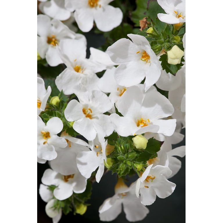 Better Homes & Gardens 1QT Bacopa Megacopa White Annual Live Plant