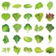 thumbnail image 4 of Pegatinas de vinilo con estampado de lechuga y verduras, impermeables, 50 unidades, 4 of 5