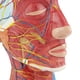 thumbnail image 5 of Modelo anatómico ANGGREK de la cabeza Médico humano tamaño natural, 5 of 8