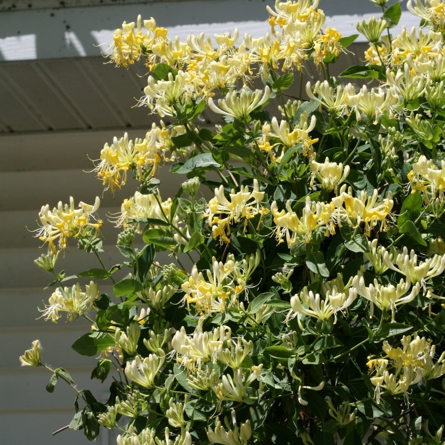 Proven Winners ColorChoice 5" Yellow 'Scentsation' Honeysuckle Live Plant in 4.5" Pot (4 Count)