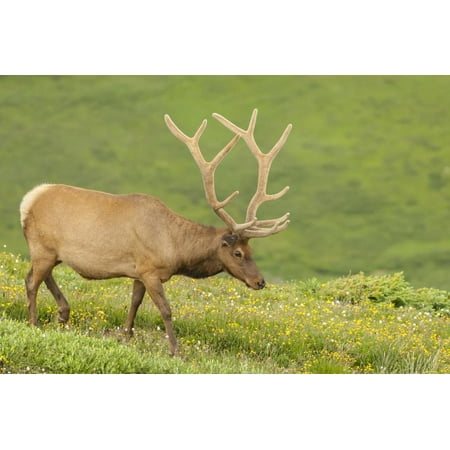 USA, Colorado, Rocky Mountain National Park. Bull Elk in Velvet Walking Print Wall Art By Jaynes