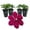 4 Plants, variant on Clematis Westerplatte - Live Starter Plant in a 2 Inch Growers Pot - Starter Plants Ready for The Garden - Beautiful Velvety Red Flowering Vine