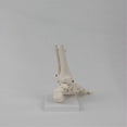 thumbnail image 3 of Foot Joint Model, Human Anatomy Model, Life Size, Foot Anatomy Model, 3 of 5