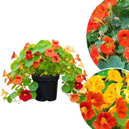 Live Nasturtium Plants in 4'' Pot, Hardy Nasturtium Vine Plant for Outdoor Planting, 4-6 Inc Tall, Edible Leaves, 2 Plants per Pot