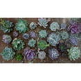 thumbnail image 3 of Espoma Organic Cactus Potting Soil Mix, Natural & Organic Soil for Cactus, Succulent, Palm, and Citrus Grown in containers Both Indoors and Outdoors, 8 qt, Pack of 1, 3 of 7
