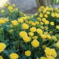 thumbnail image 5 of 2 gal Live Rose Yellow Mini Flora with Yellow Flowers, 5 of 8