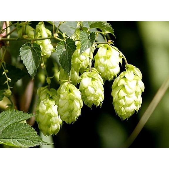 Nugget Hops Vine - Humulus lupulus - Grow your own Beer! 1 Top Size Bare Root