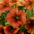 thumbnail image 3 of Supercal 1QT Orange Petchoa Live Annual Plant Sun 5-Pack, 3 of 7
