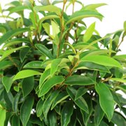 National Plant Network 3 gal. Magnolia Stellar Ruby