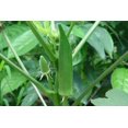 thumbnail image 3 of HJADGG Okra Seeds 60 Seeds, Green Tender Spineless Okra Seed, Vegetable Seeds Healthy Vegetable Delicious Food Rich in Nutrition for Farm Garden Planting, 3 of 4