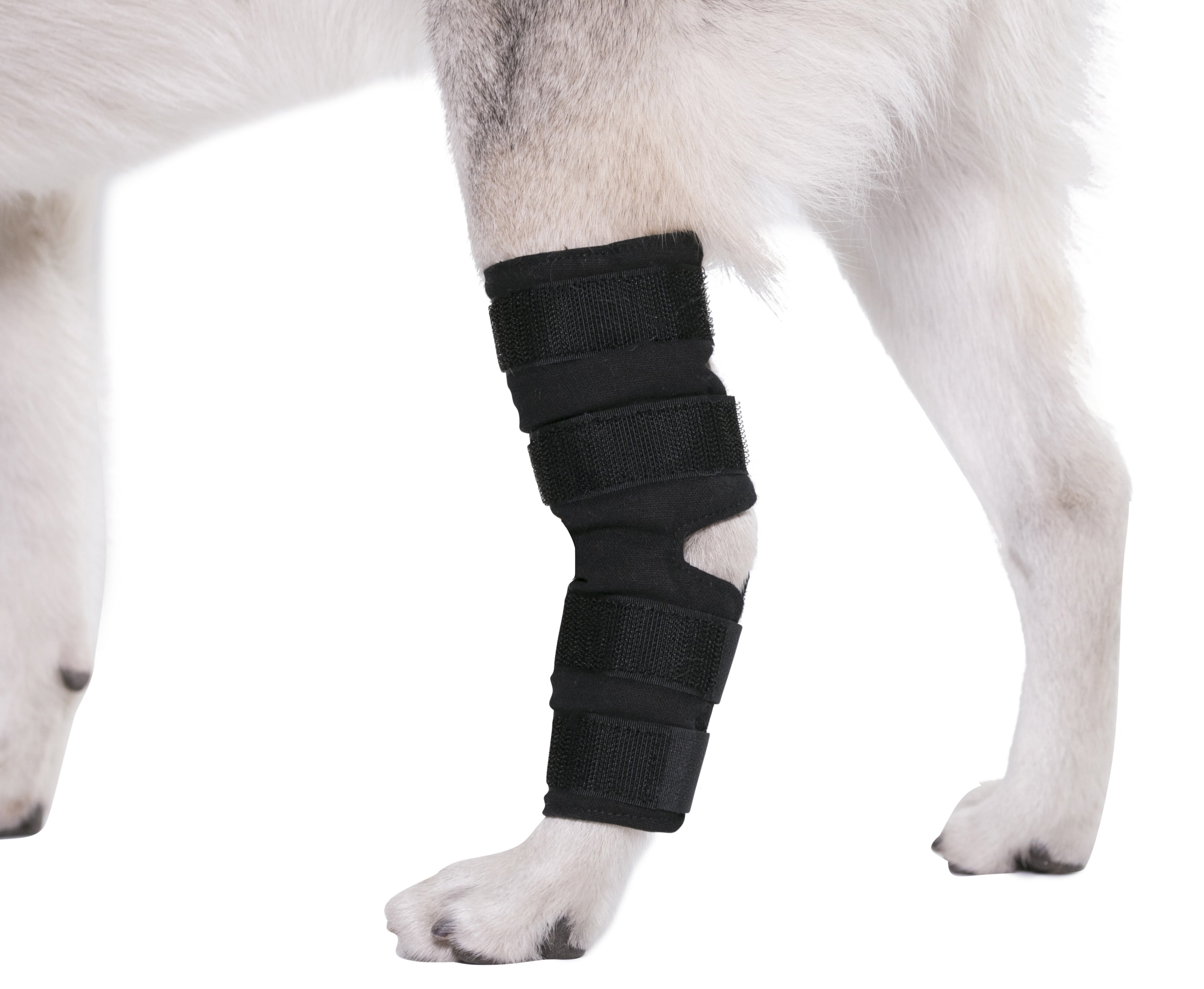 small dog rear leg brace