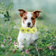 thumbnail image 4 of 10 piezas de pajaritas para perro, collar de flores para perro, accesorios de diamantes para perro, lazos de flores para mascota, collar de pajarita para gato y cachorro, suministros para, 4 of 5