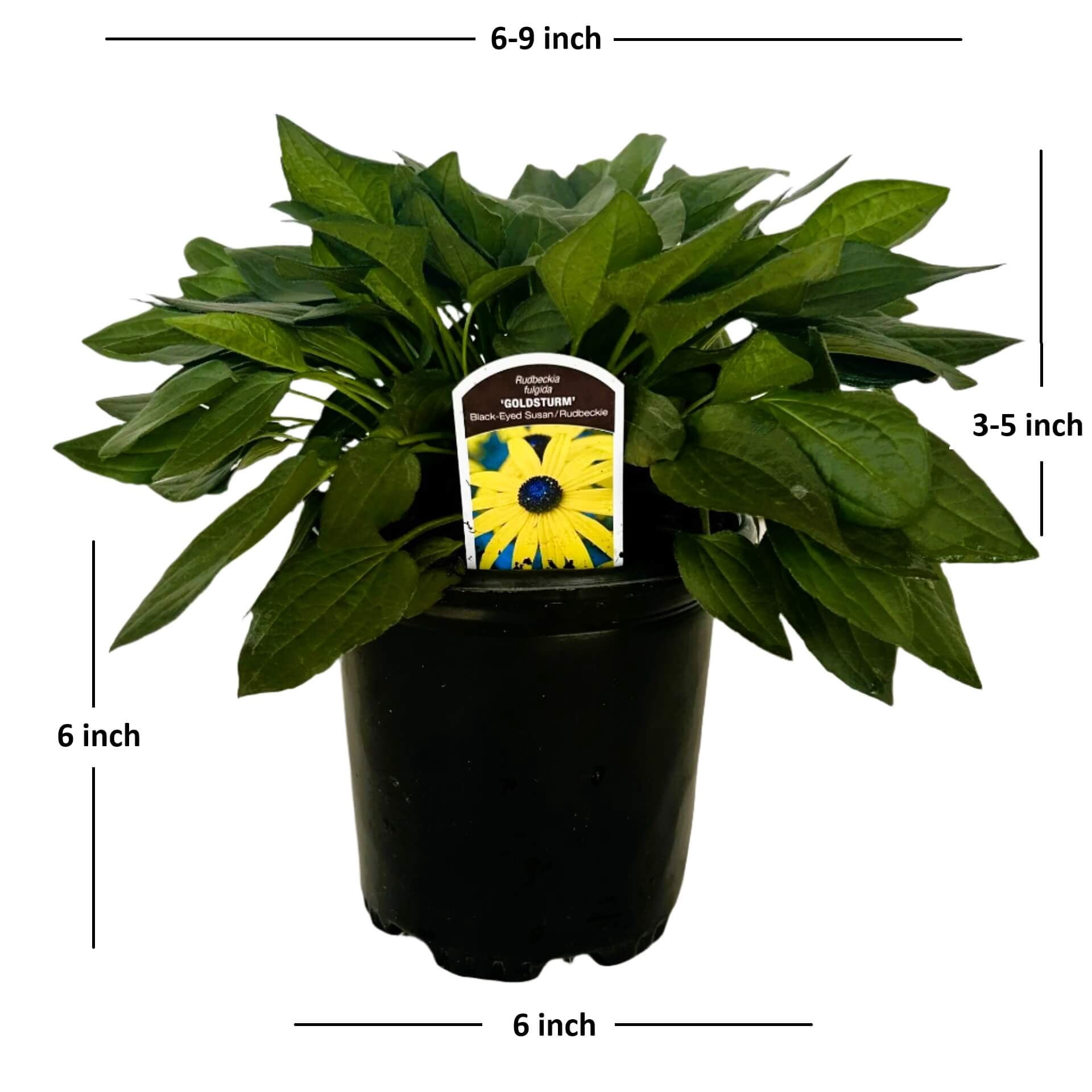 2.5 Qt. Goldsturm Rudbeckia (Black-eyed Susan) - Perennial Plant with Large Vibrant Yellow Blooms