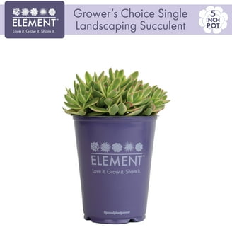 Best Plant Friend Donkey Tail Live Succulent Plant, 2"" Pet-Friendly  Trailing Houseplant" - Walmart.com