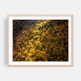thumbnail image 2 of Ray - Photography Autumn Forest Nature Woodland Scenic Woods Landscape Unframed Wall Art Print 24 x 30 inches, 2 of 4