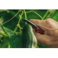 thumbnail image 5 of Dark Armenian Cucumber Seeds/ Annual/ Full Sun/120 Seeds 1/8 oz/ Zellajake Farm and Garden - B319, 5 of 5