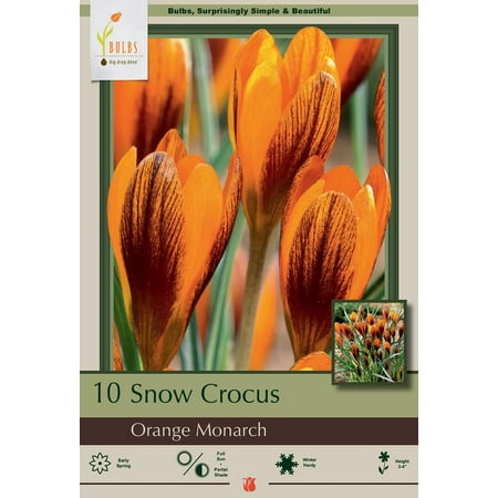 Orange Monarch Snow Crocus - 10 Bulbs - 5/+ cm