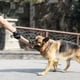 thumbnail image 4 of juguete para perros palo de mordedura de animal palo de mordedura de entrenamiento para perros ER, 4 of 5