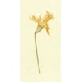 thumbnail image 2 of Caroline, Emma 11x18 White Modern Wood Framed Museum Art Print Titled - Vintage Daffodil II, 2 of 4