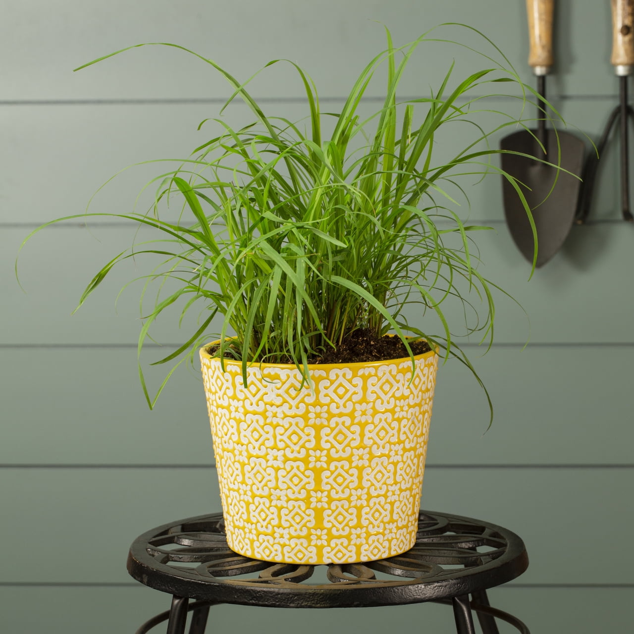 Expert Gardener 2QT Lemon Grass Live Perennial Plant Sun 3-Pack