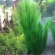 thumbnail image 3 of Decoraciones para Acuarios Pecera Plantas Artificiales de Agua Verde Hechas de Telas de Seda de PláStico, para Todos los Peces y Mascotas 15 Piezas, 3 of 4