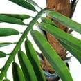 thumbnail image 3 of Trademark Global 50-6564-EP 60 in. Pure Garden Kentia Palm Tree, 3 of 4