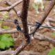 thumbnail image 1 of WEUVEB Sujetadores Para Plantas En Jardín Clips Negros Para Y Enrejados Resistentes, 1 of 8