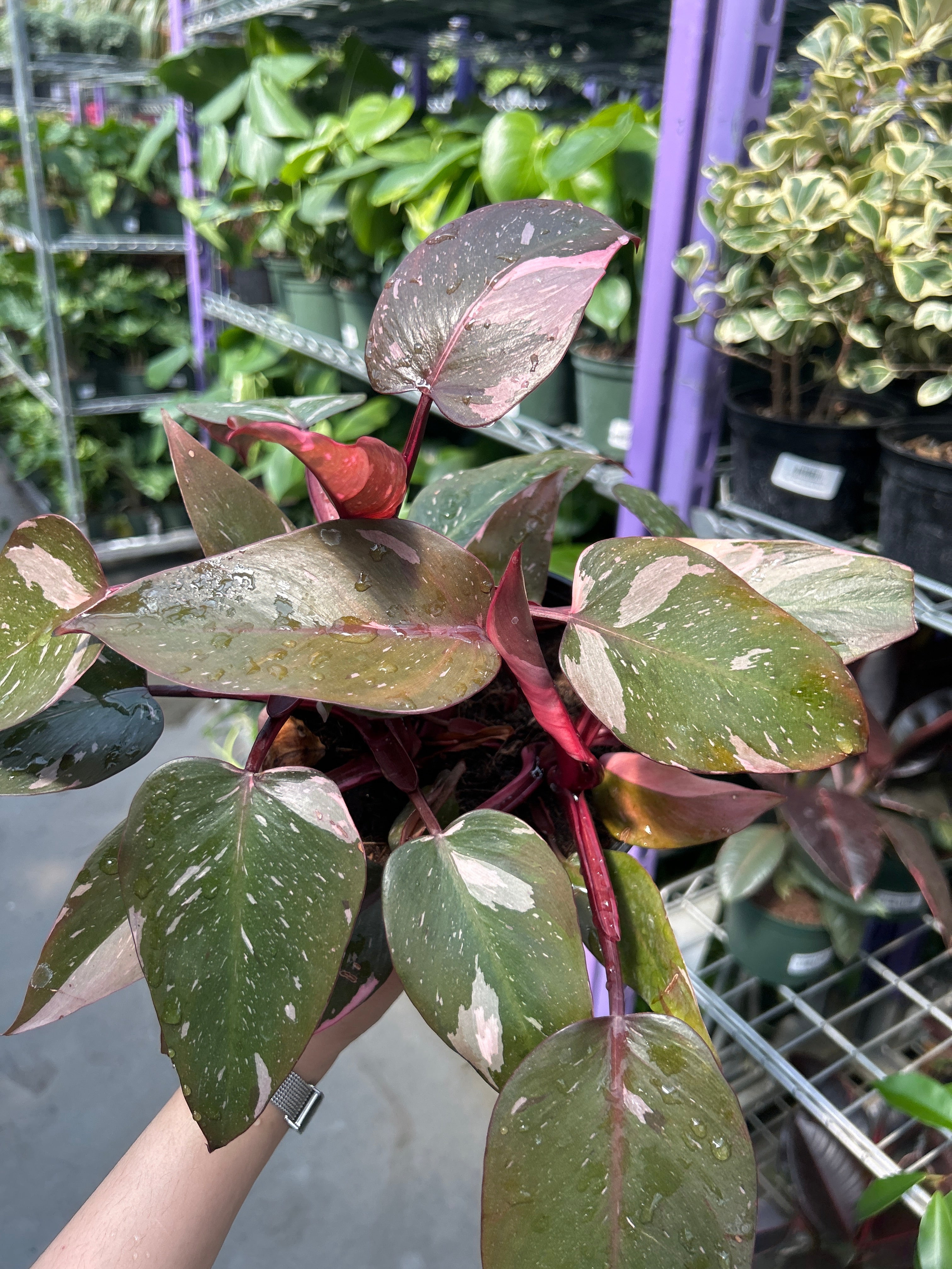 Pink Princess Philodendron- Variegated Indoor Plant with Large Pink and Green Leaves, Easy Care Tropical Foliage for Home & Garden 6" Pot