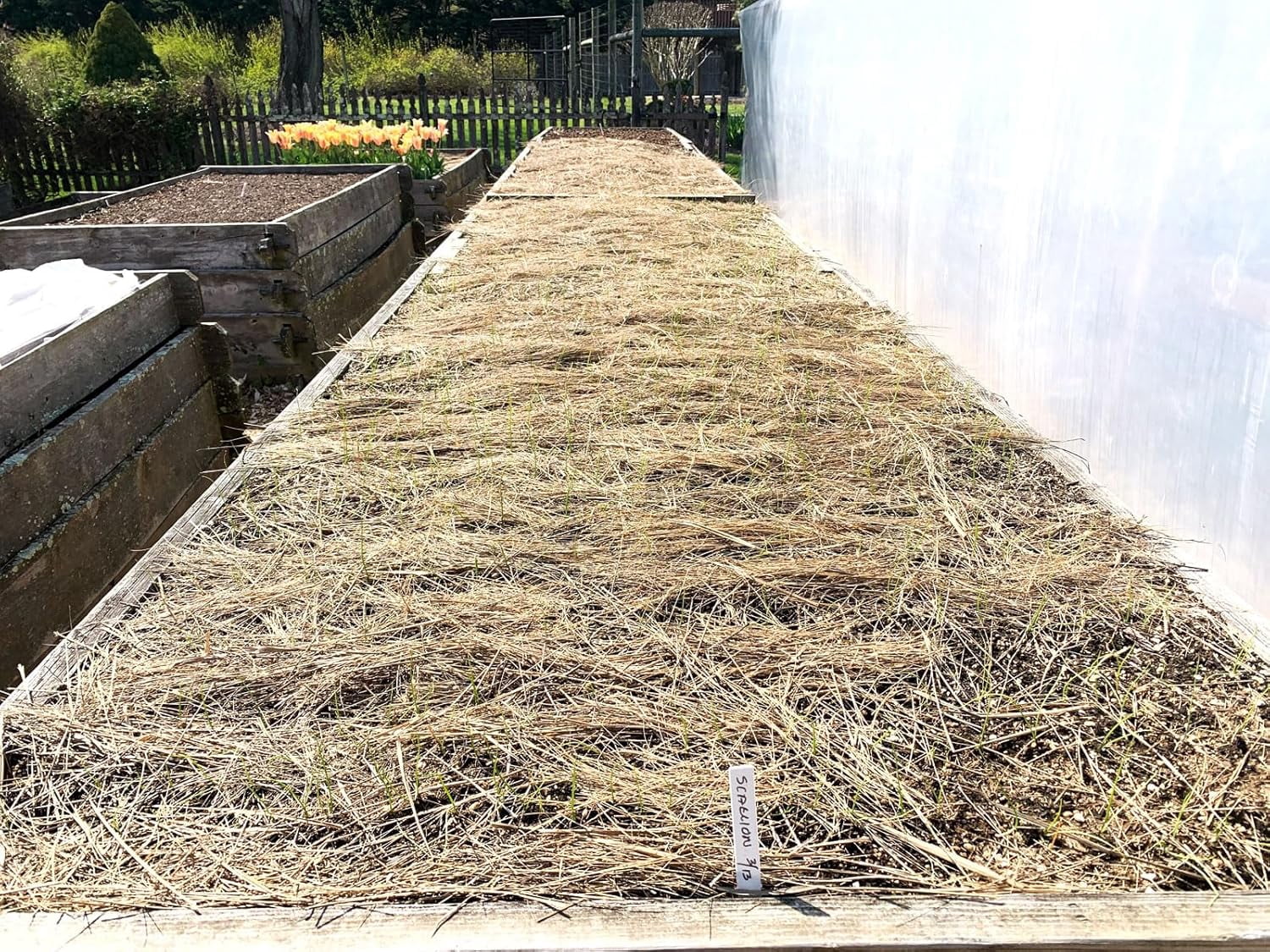 Organic Salt Hay Mulch for Vegetable Gardens | Clean & Sustainable | Weed-Seed-Free | Insulates & Retains Moisture for Plants & New Grass Overseeding | SM Box (12"x12"x12") | 125 Sq. Ft. Coverage