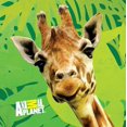 thumbnail image 2 of Primary Colors Animal Planet 12.75-Inch Napkins, Pack of 16 (879), 2 of 2