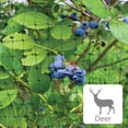 thumbnail image 4 of Garden Craft 7ft H X 100ft W Black Vinyl Deer Netting Fence, Maximum width 100 feet, 4 of 9