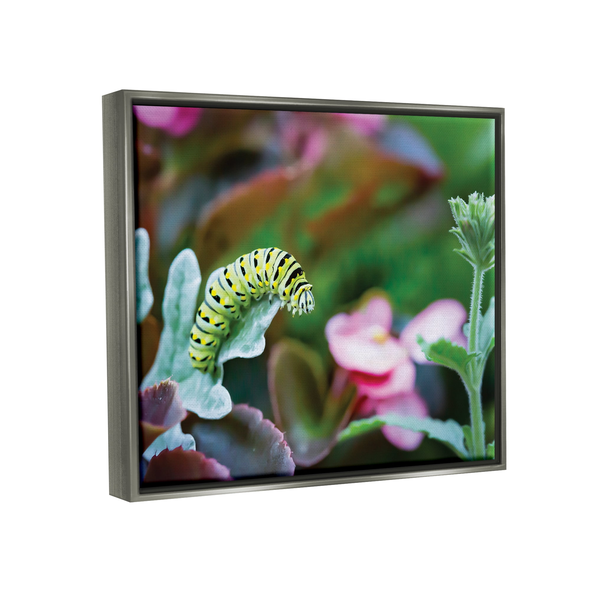 Stupell Industries Caterpillar Nature Photography Animals & Insects Photography Gray Floater Framed Art Print Wall Art, 31 x 25