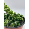 thumbnail image 4 of Hoya Hindu Rope Carnosa Compacta, 6 inch, Krinkle Kurl, Ready for Upgrade, Honeyplant Waxplant Porcelain Flower, 4 of 8