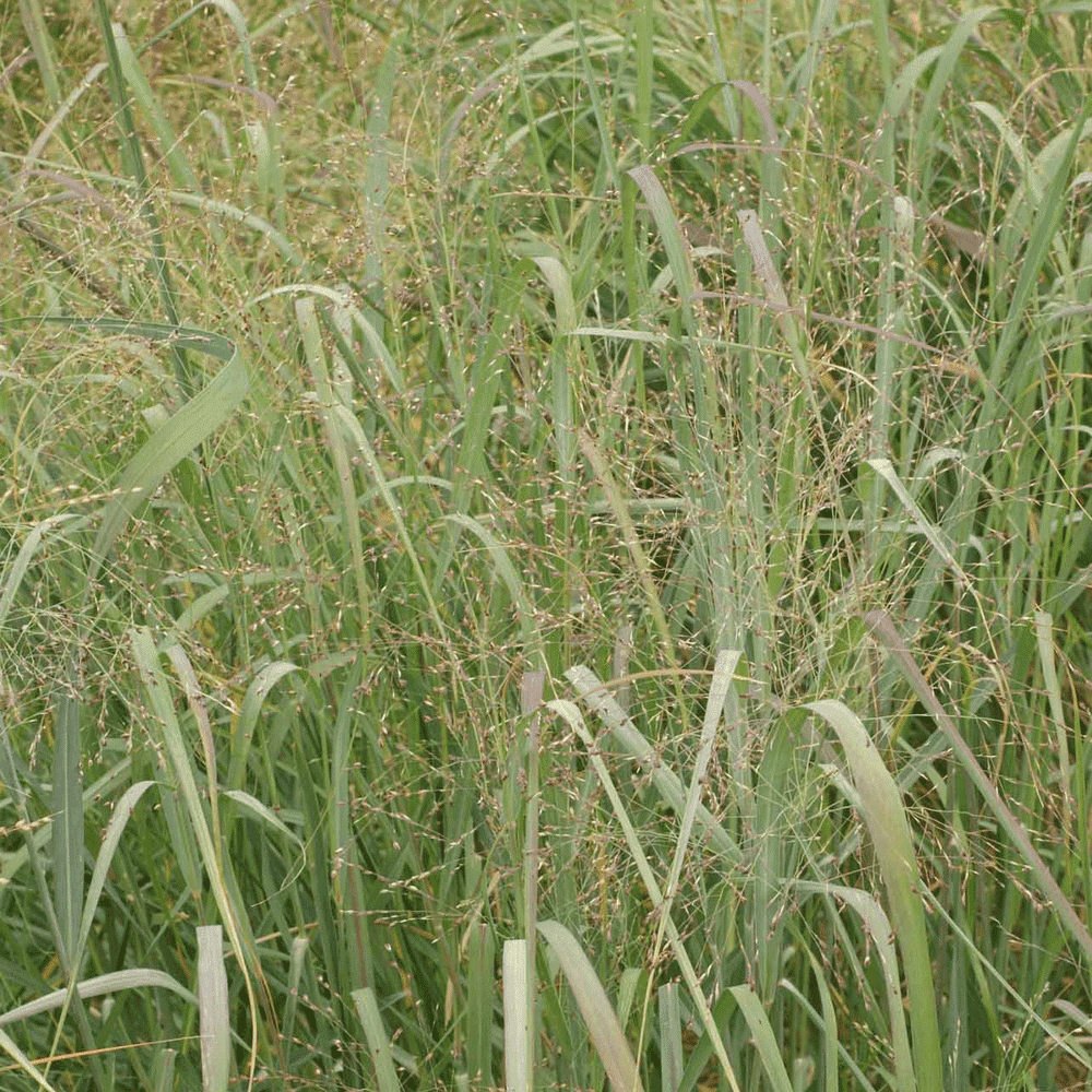 Everwilde Farms 1/4 Lb Switch Grass Native Grass Seeds Gold Vault