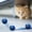 Blue, variant on Speedy Tail 2.0, Speedy Tail Cat Toy, Interactive Cat Toy for Indoor Cats, Rechargeable Smart Cat Toys Ball with Tail, Two Speed Adjustment(Orange)
